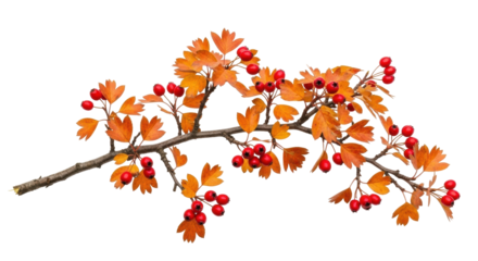 Isolated hawthorn branch with red berries in autumn, seasonal colorful plant decoration