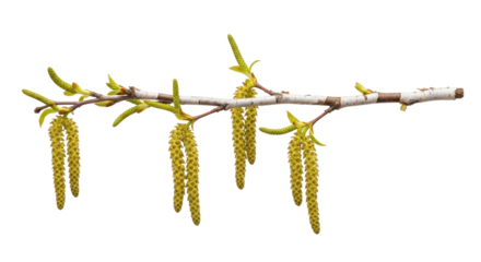 Isolated Birch branch with catkins, flowering in spring. Detailed plant studio shot. Flora
