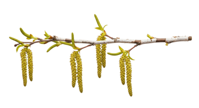 Isolated Birch branch with catkins, flowering in spring. Detailed plant studio shot. Flora