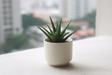 succulent plant sits elegantly on windowsill with informative text about urban care popping up nearby