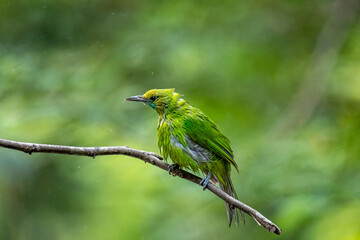 A small, bright green bird with ruffled feathers sits perched on a thin brown branch against a blurred forest background.