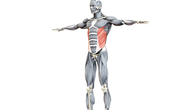 Human Muscular System Torso Muscles Abdominal External Oblique Muscle Anatomy