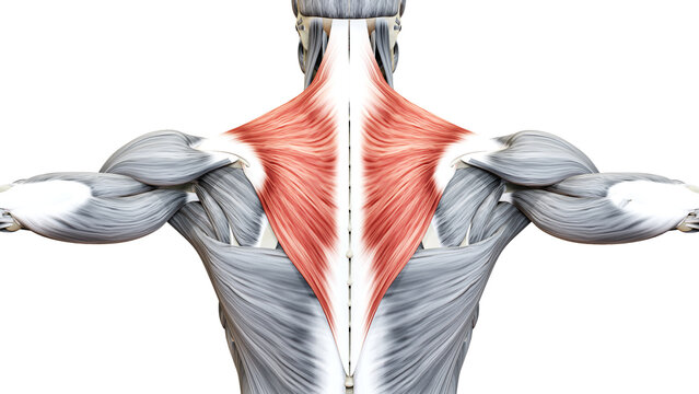Human Muscular System Torso Muscles Trapezius Muscle Anatomy