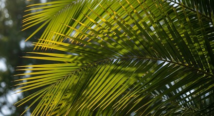 Green Palm Leaves Close Up Natural Light Tropical Foliage