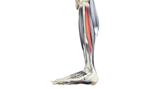 Human Muscular System Leg Muscles Peroneus Longus Muscles Anatomy