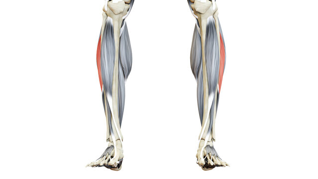 Human Muscular System Leg Muscles Peroneus Longus Muscles Anatomy