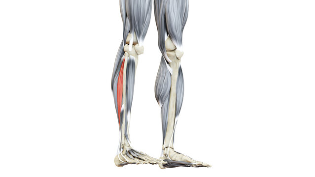 Human Muscular System Leg Muscles Peroneus Longus Muscles Anatomy