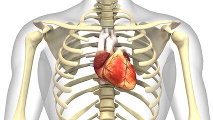 Human Circulatory System Heart Anatomy