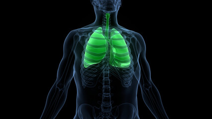 Human Respiratory System Lungs Anatomy
