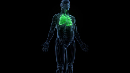 Human Respiratory System Lungs Anatomy