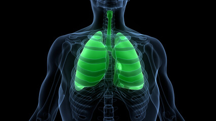 Human Respiratory System Lungs Anatomy