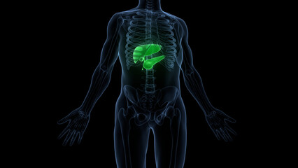 Human Internal Organs Pancreas with Gallbladder Anatomy