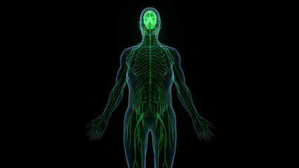 Central Organ of Human Nervous System Brain Anatomy