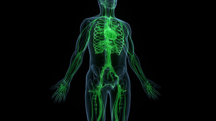 Human Circulatory System Heart Anatomy