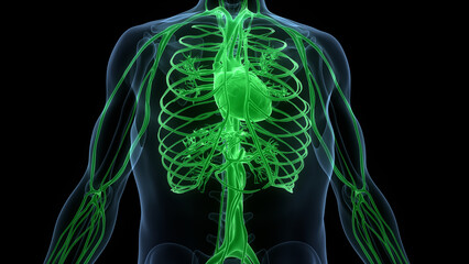 Human Circulatory System Heart Anatomy