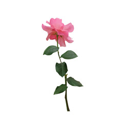 Fototapeta premium Beautiful pink rose flower with stem and green leaves, single, close-up, isolated on white background