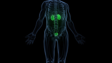 Human Urinary System Kidneys with Bladder Anatomy