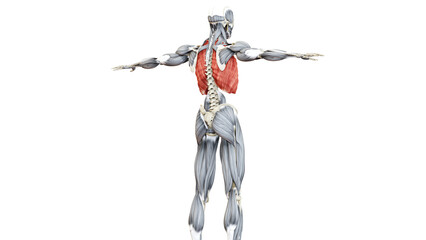 Human Muscular System Torso Muscles Intercostal Large Muscle Anatomy