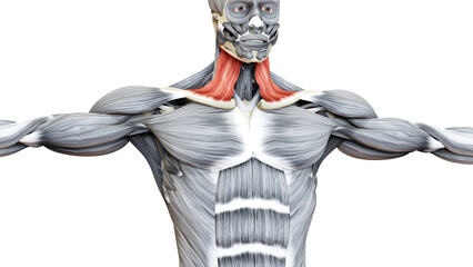 Human Muscular System Head Muscles Platysma Muscle Anatomy