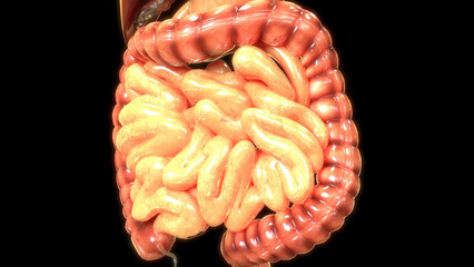 Human Digestive System Anatomy