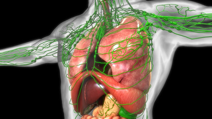 Human Respiratory System Lungs Anatomy