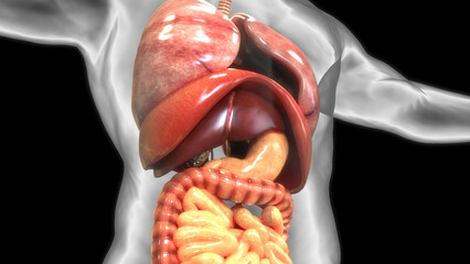 Human Internal Organs Anatomy