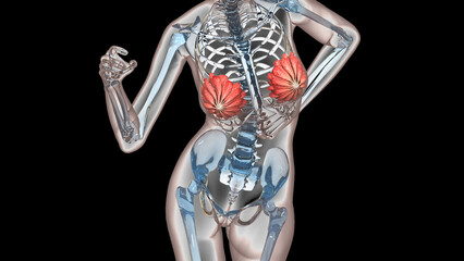 Female Internal Organs Mammary Glands Anatomy