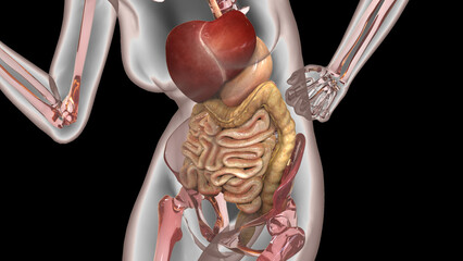 Human Digestive System Anatomy