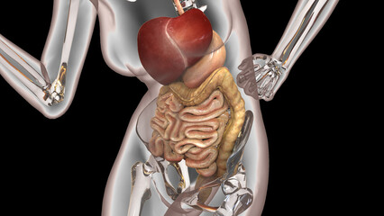 Human Digestive System Anatomy