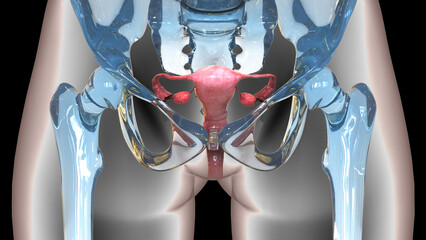 Female Reproductive System Anatomy