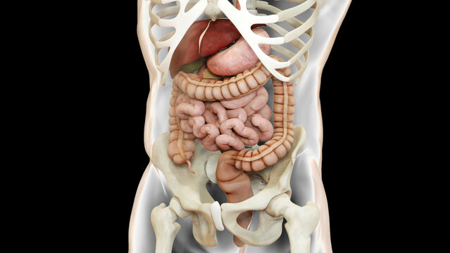 Human Digestive System Anatomy