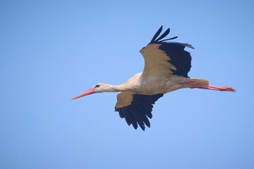 Adult white stork ciconia ciconia flying on summer sky