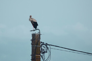 Adult white stork ciconia ciconia flying on summer sky