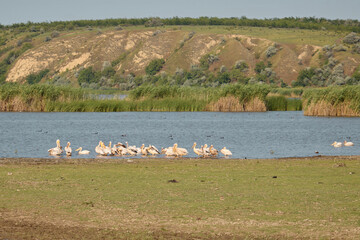Group of great white pelicans Pelecanus onocrotalus on lake in southeast Romania