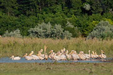 Group of great white pelicans Pelecanus onocrotalus on lake in southeast Romania