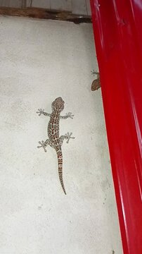 Big Gecko on The Wall
