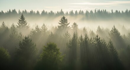 Mystical Forest in Morning Fog with Sun Rays Streaming Through the Trees