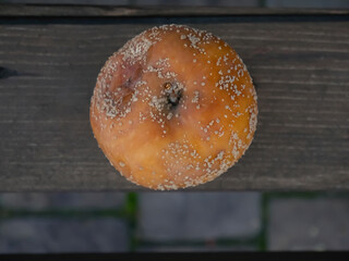 Moldy Apple on Wood: Nature's Decomposition Process