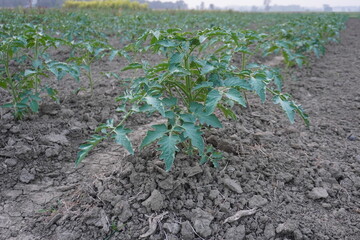 Young Tomato Plant in Dry Soil Field, Close Up