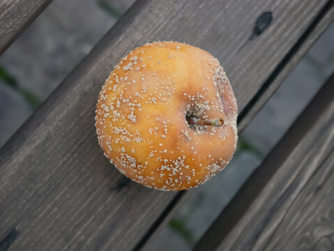 Moldy Apple on Wood: Nature's Decomposition Process