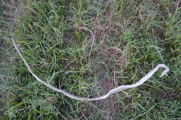 Shed Snake Skin Lying on Green Grass