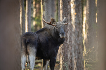 Mammals male bull Elk Moose ( Alces alces ) North part of Poland, Europe forest in autumn time