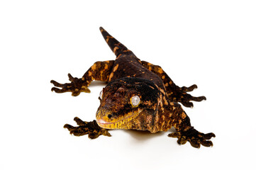 New caledonian giant gecko // Neukaledonischer Riesengecko (Rhacodactylus leachianus)