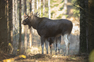 Mammals male bull Elk Moose ( Alces alces ) North part of Poland, Europe forest in autumn time