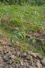 Young Tomato Seedling in Dry Soil Field