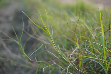 Wild Grass Blades Macro with Soft Background