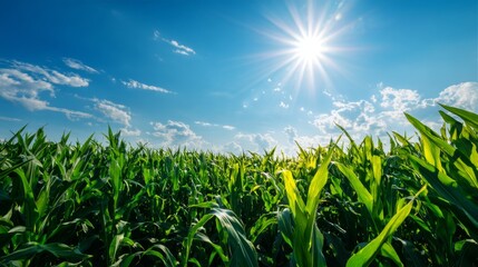 Fototapeta premium Cornfield under bright summer sunlight