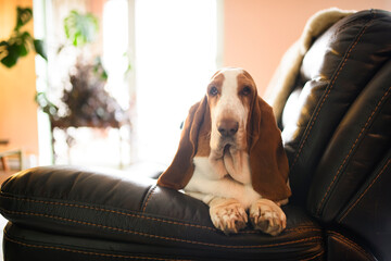 Obraz premium Beautiful Basset Hound dog sleeping comfortably on the sofa in the living room of the house