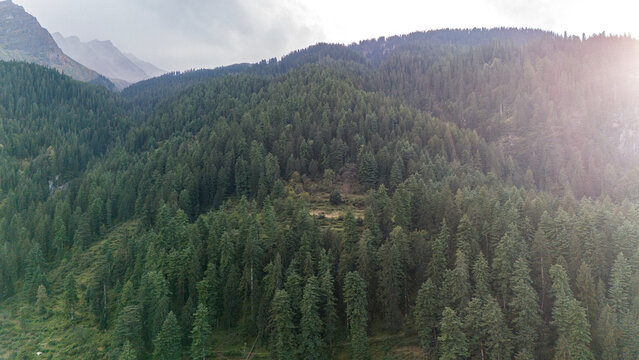 Aerial view of Fairy Forest in Pulga, Parvati Valley, Himachal Pradesh on an autumn evening, showing dense pine and deodar trees with rocky mountain peaks in the background and clouds drifting over  - Powered by Adobe