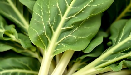 Fototapeta premium Chard leaves close up